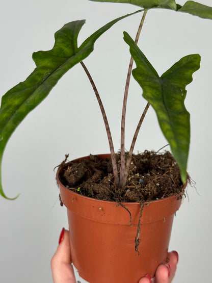Alocasia Sabrina Narrow