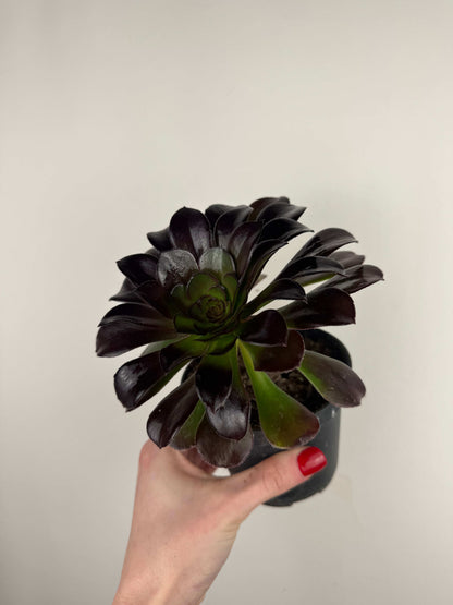 Aeonium Atropurpureum Schwarzkopf “Testa nera”