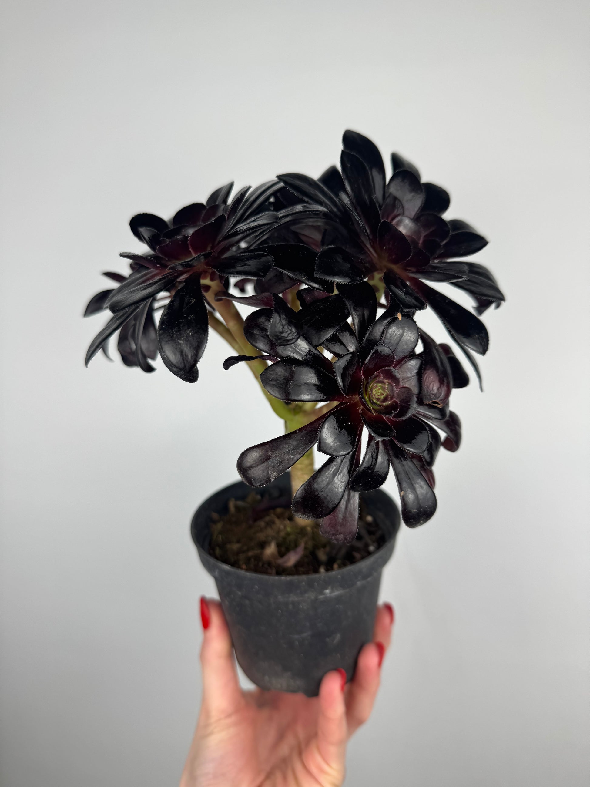 Aeonium Atropurpureum Schwarzkopf “Testa nera”