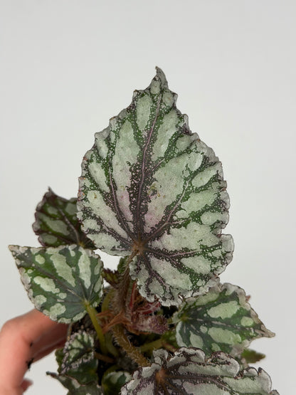 Begonia 'Dew Drop' Begonia Tropical Corner