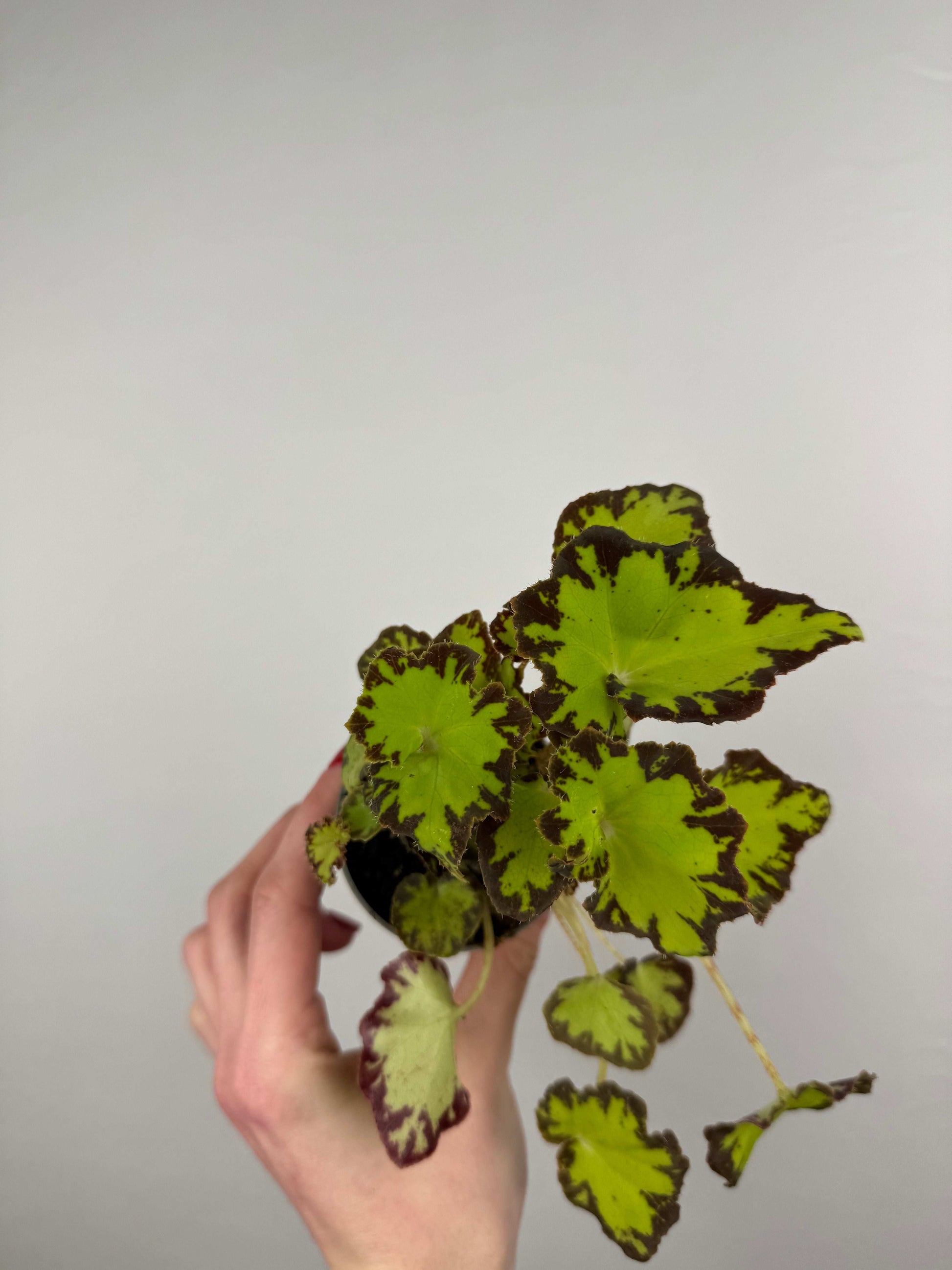 Begonia Bowerae “Red Jive”
