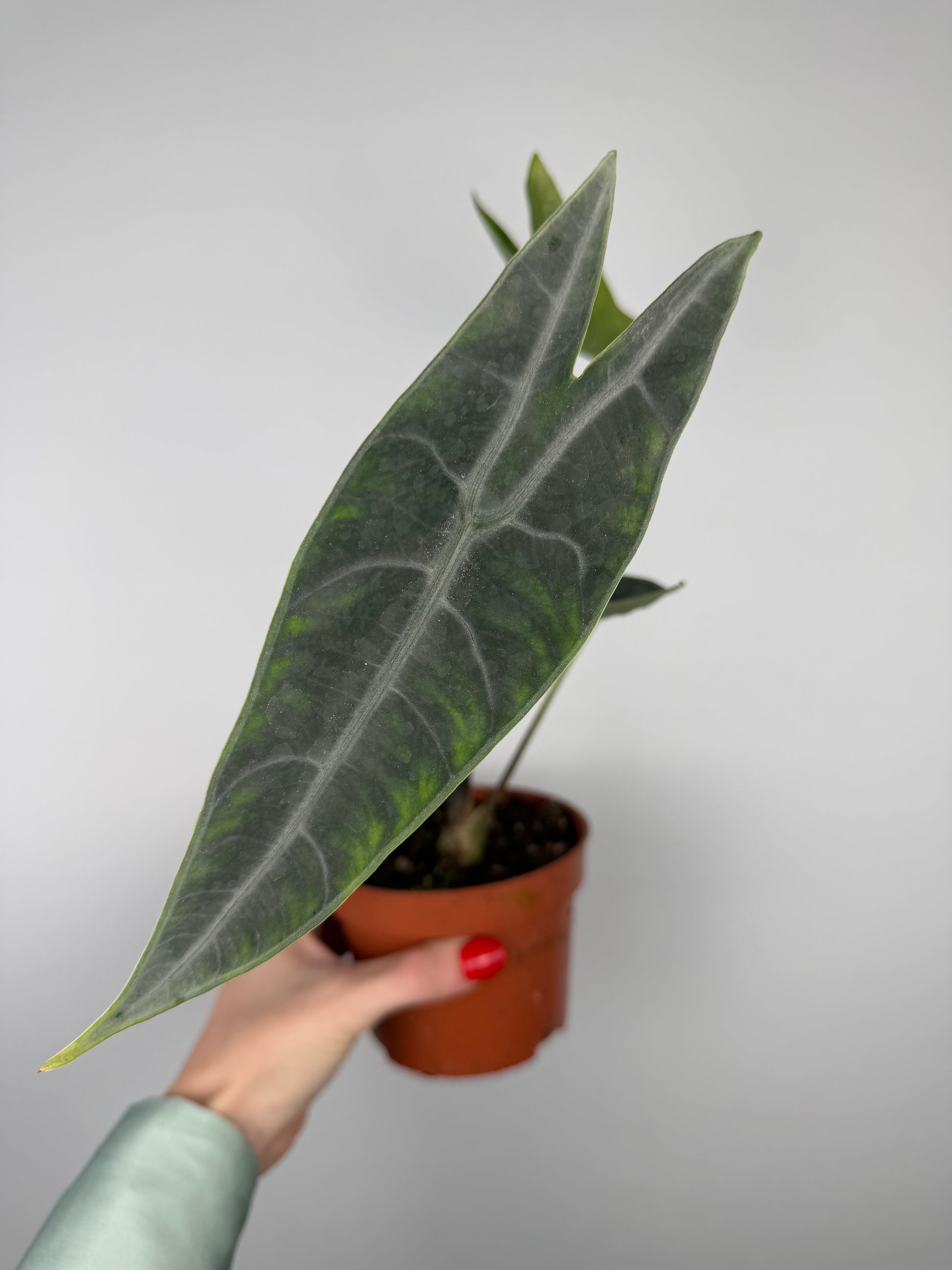 Alocasia longiloba 'Silver'