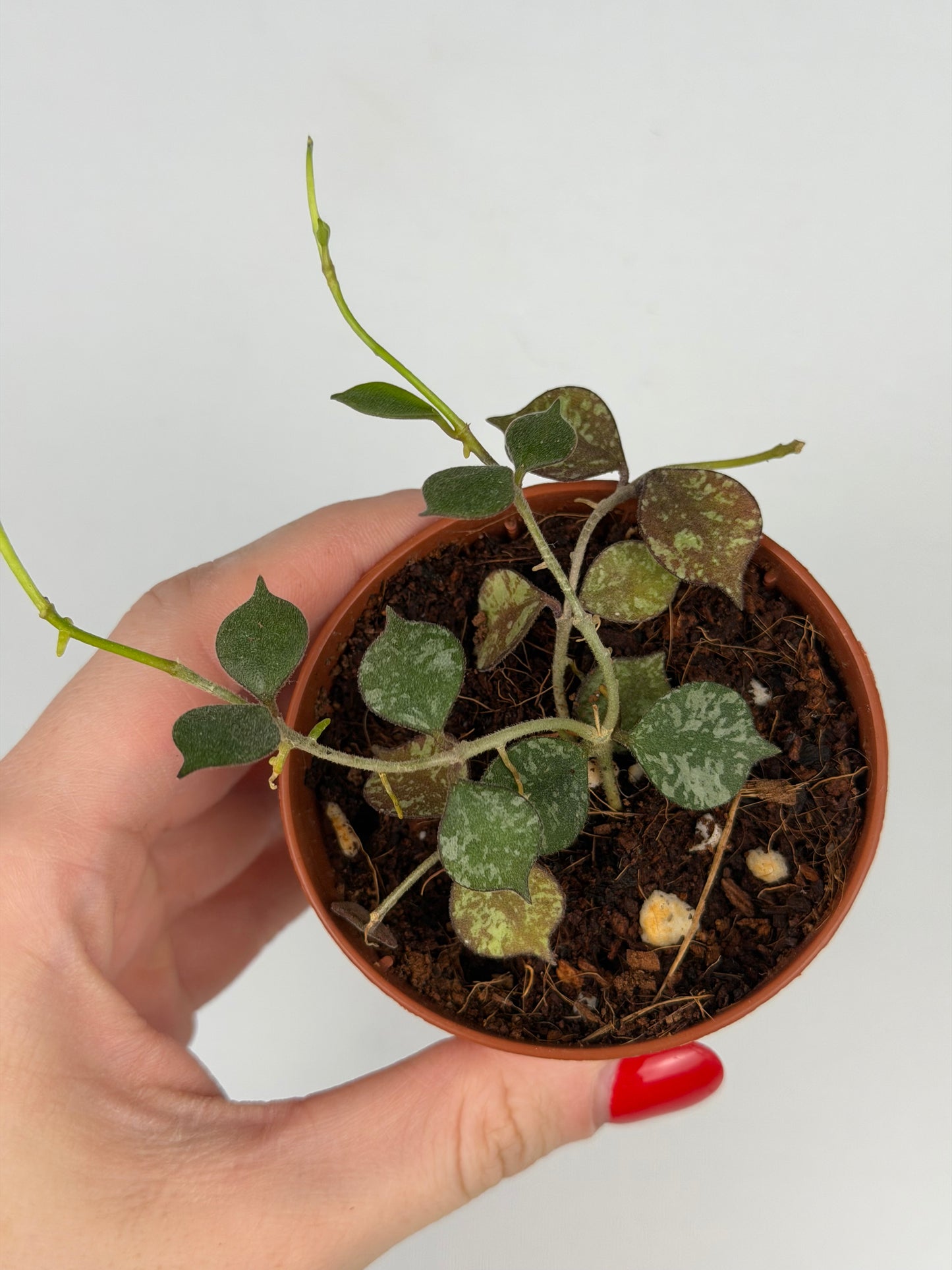 Hoya Curtisii Hoya Tropical Corner “S” 6 cm
