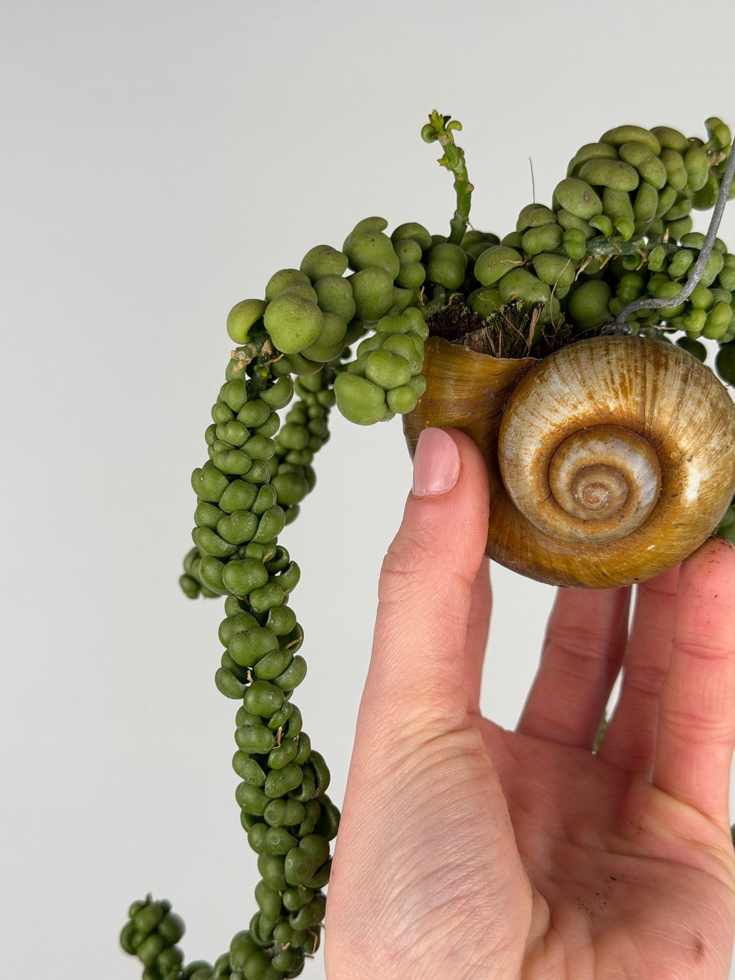 Dischidia Nummularia 'Pangolin Kisses' | Shelly hang Dischidia Tropical Corner