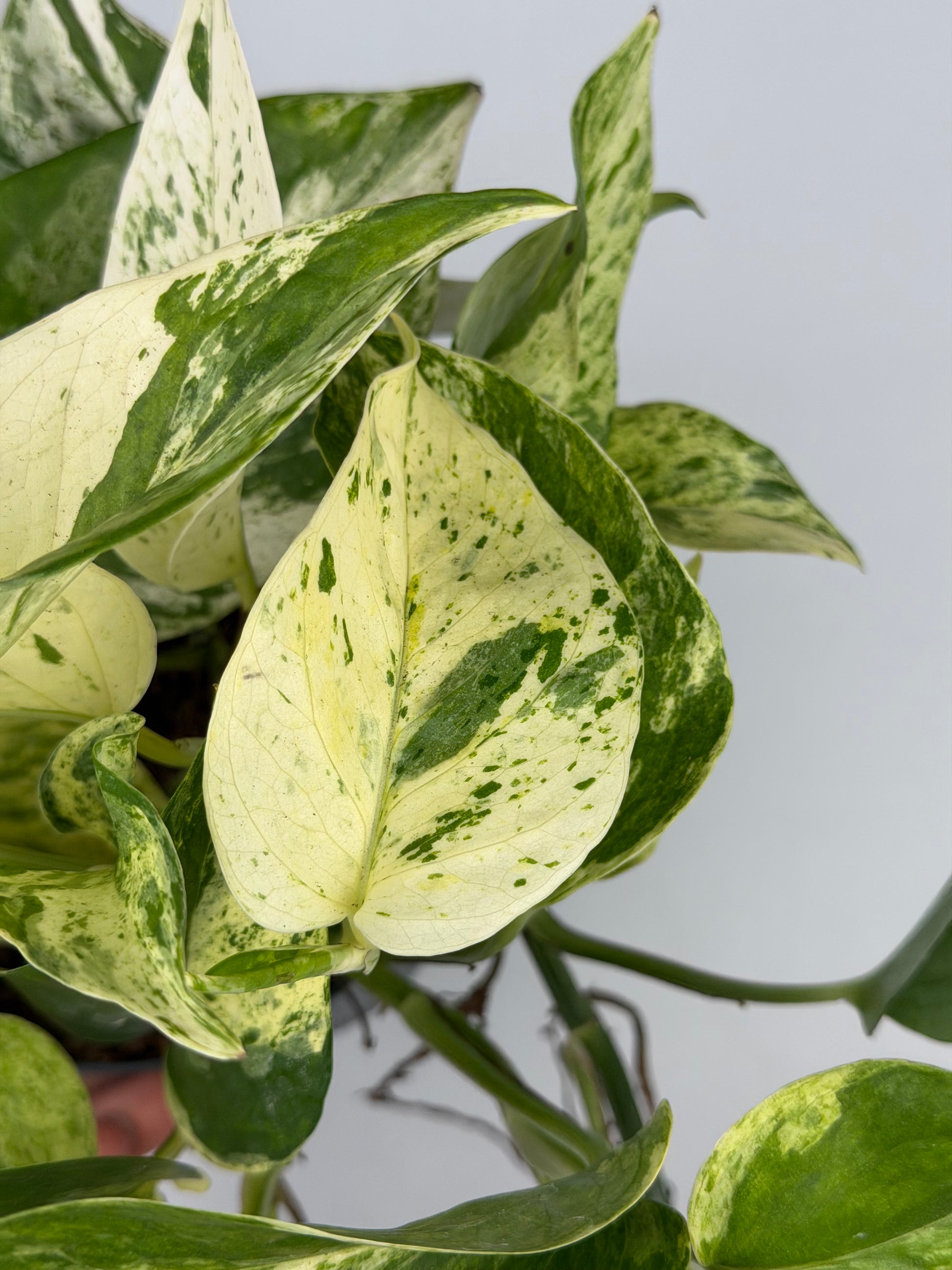 Epipremnum pinnatum Marble Queen Pothos Tropical Corner