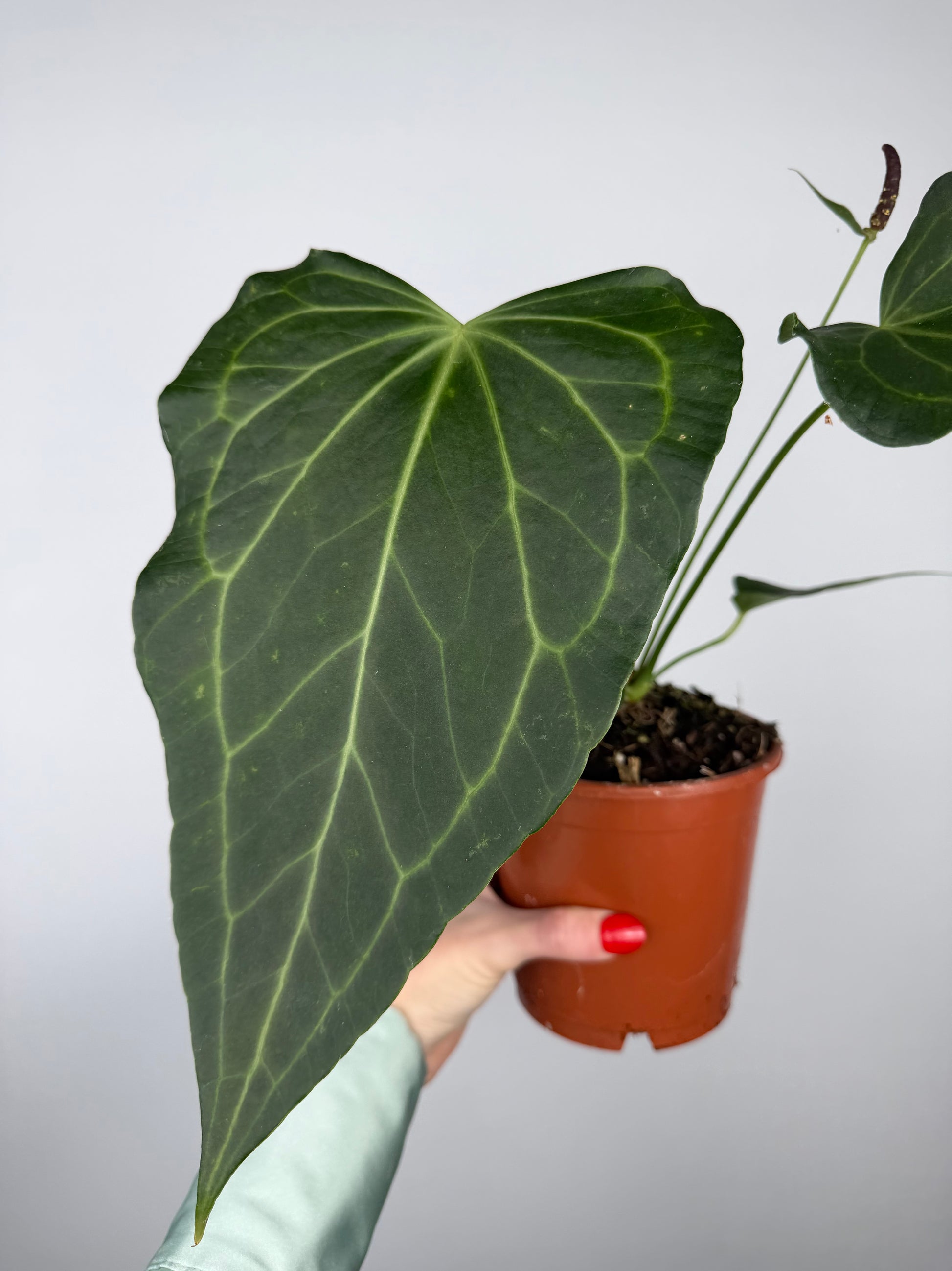 Anthurium Delta Force