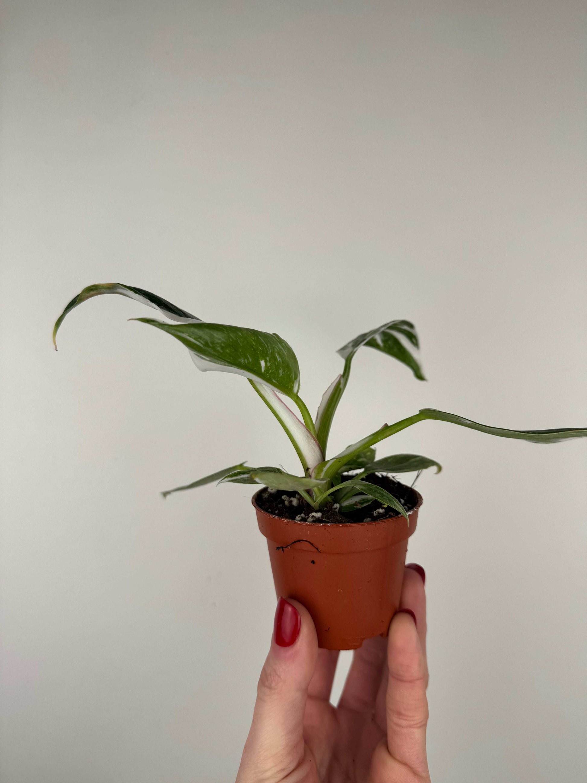 Philodendron "White Princess"