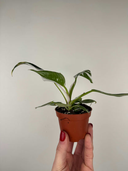 Philodendron "White Princess"