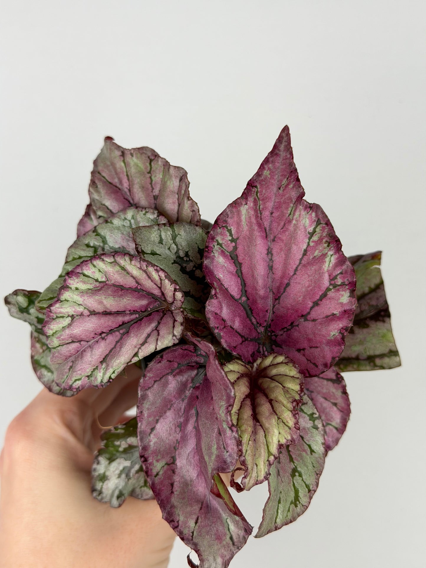 Begonia 'Hugh McLauchlan'