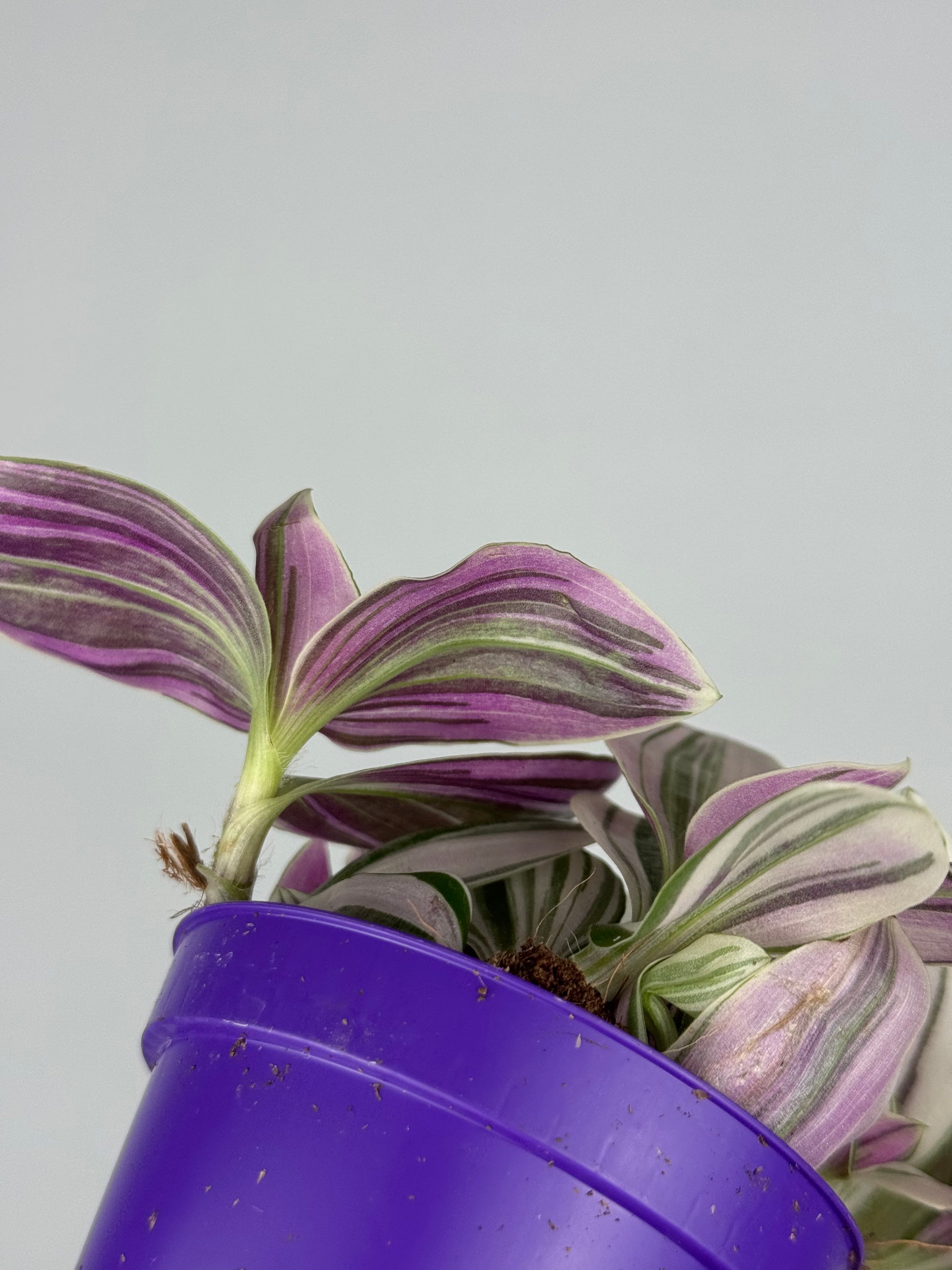 Tradescantia Unicorn