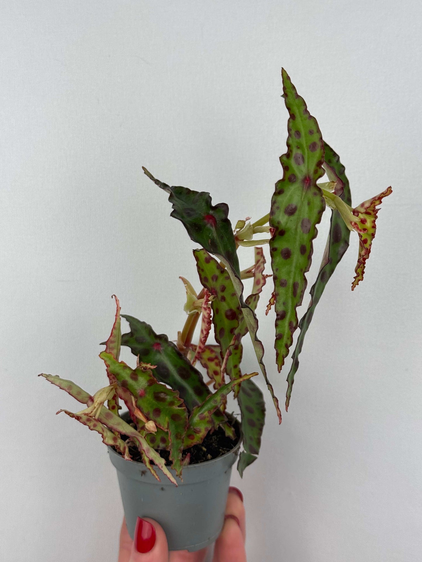 Begonia Amphioxus