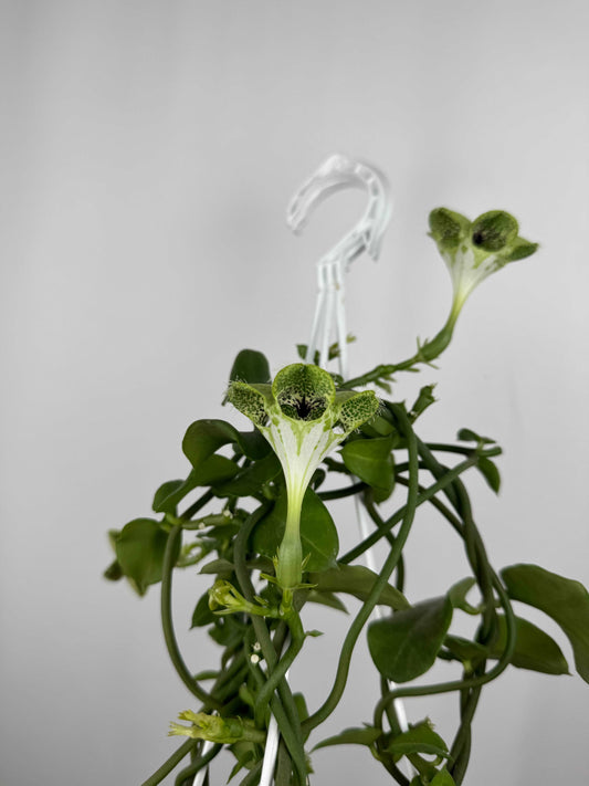 Ceropegia Sandersonii