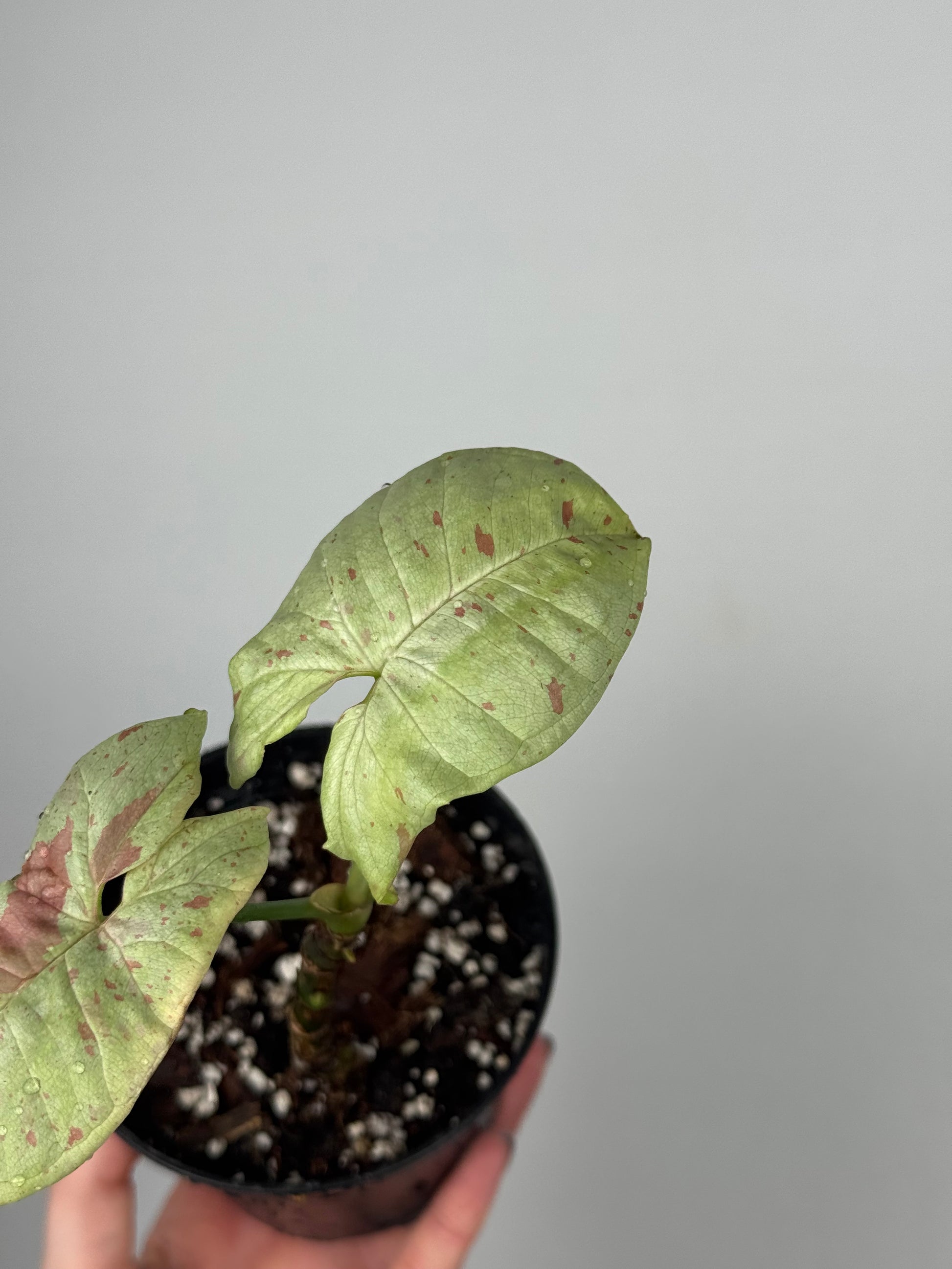 Syngonium Milk Confetti | Toby