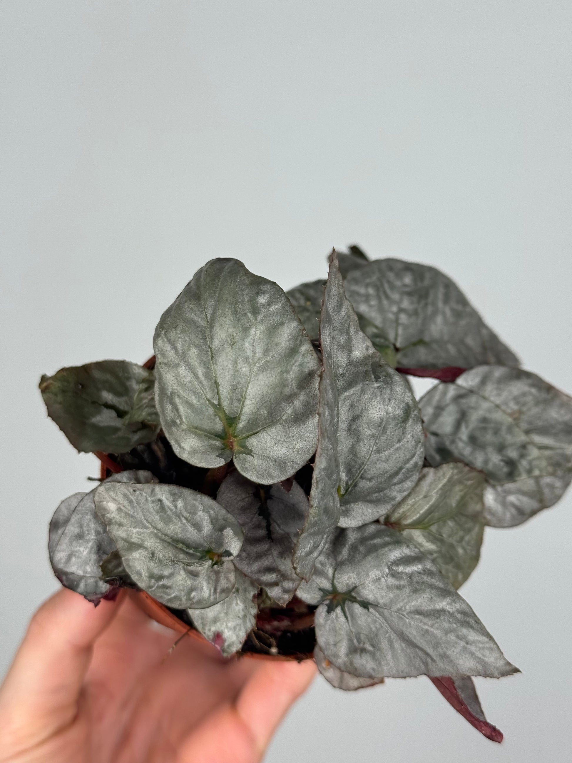 Begonia Rex “Arctic Breeze”