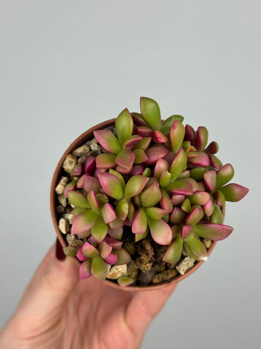 Anacampseros Rufescens variegato