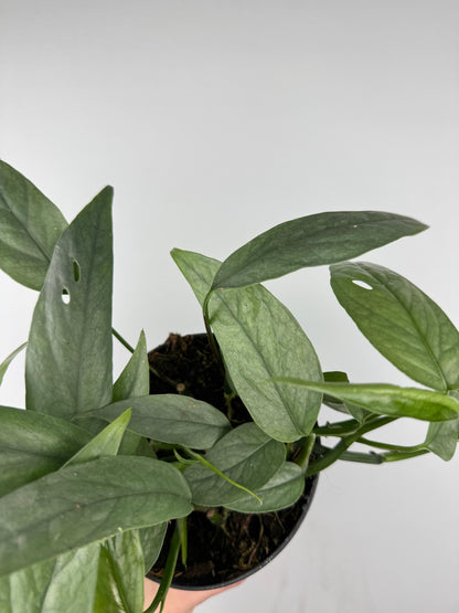 Epipremnum pinnatum “Cebu Blue”