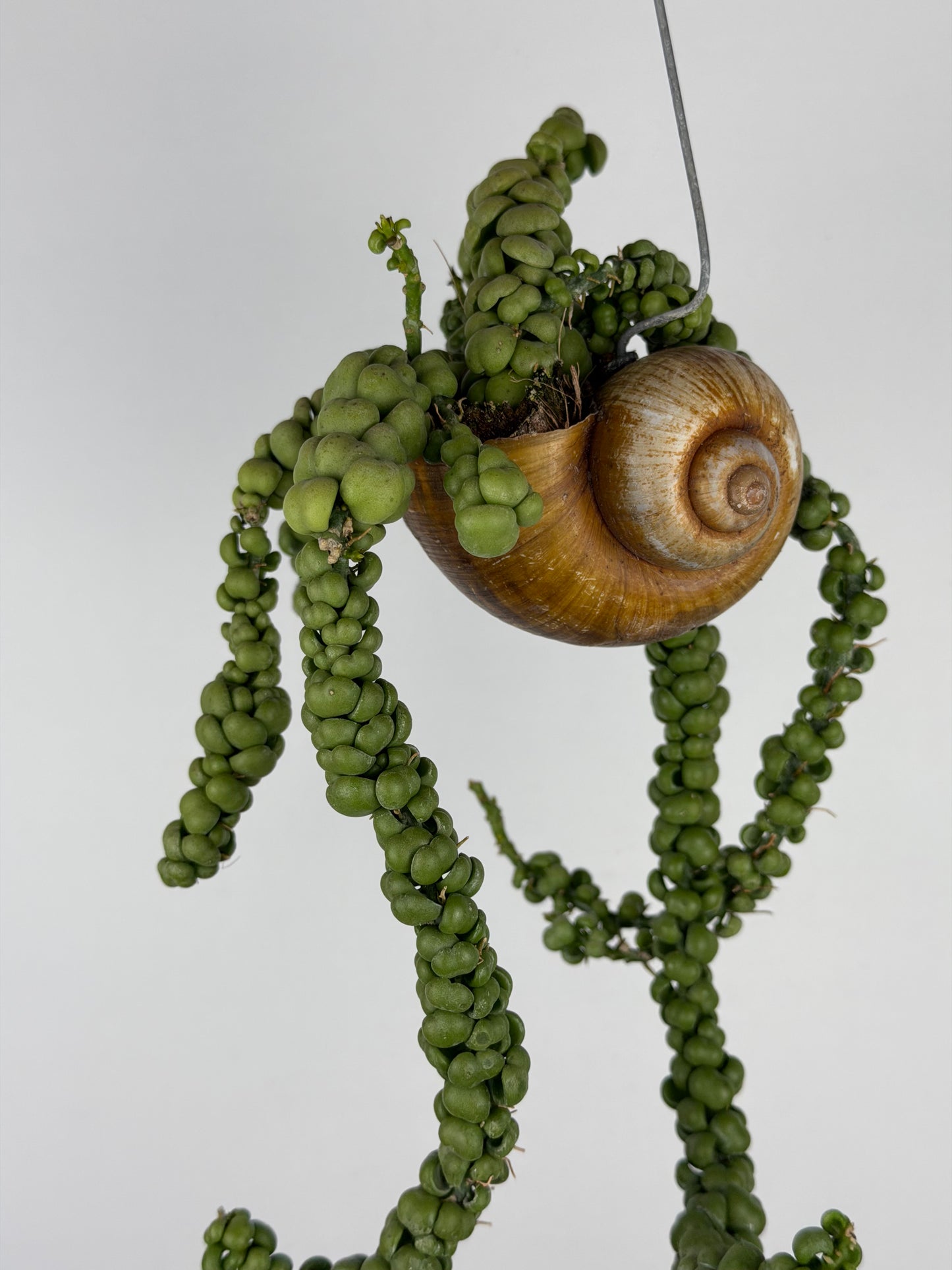 Dischidia Nummularia 'Pangolin Kisses' | Shelly hang Dischidia Tropical Corner