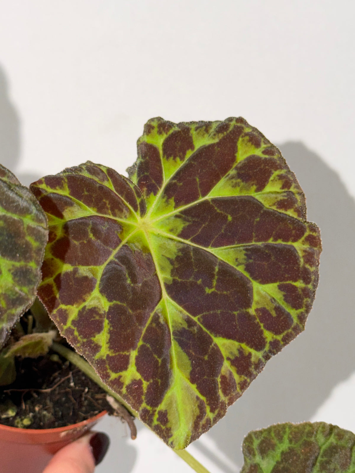Begonia Barsalouxiae