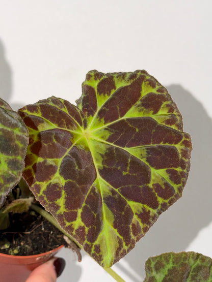 Begonia Barsalouxiae