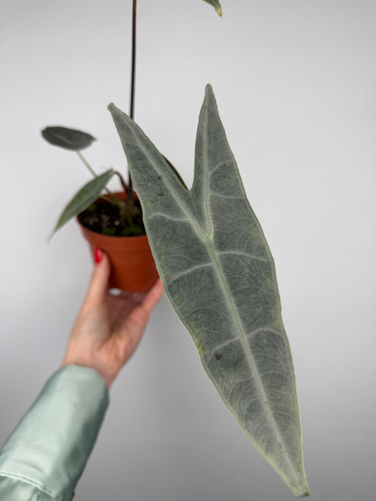 Alocasia longiloba 'Silver'