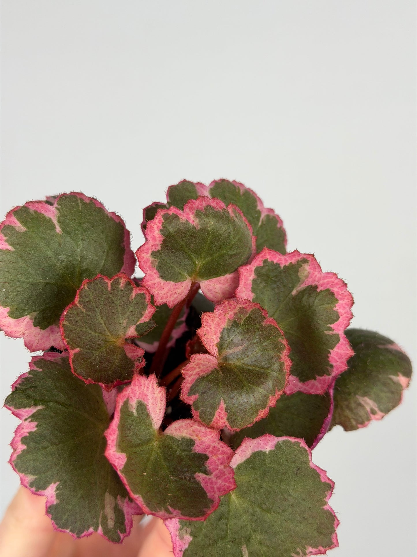 Saxifraga Stolonifera “Tricolor” Saxifraga Tropical Corner