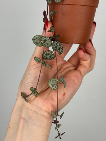 Ceropegia Woodii | Dalia