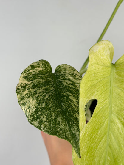 Monstera Mint
