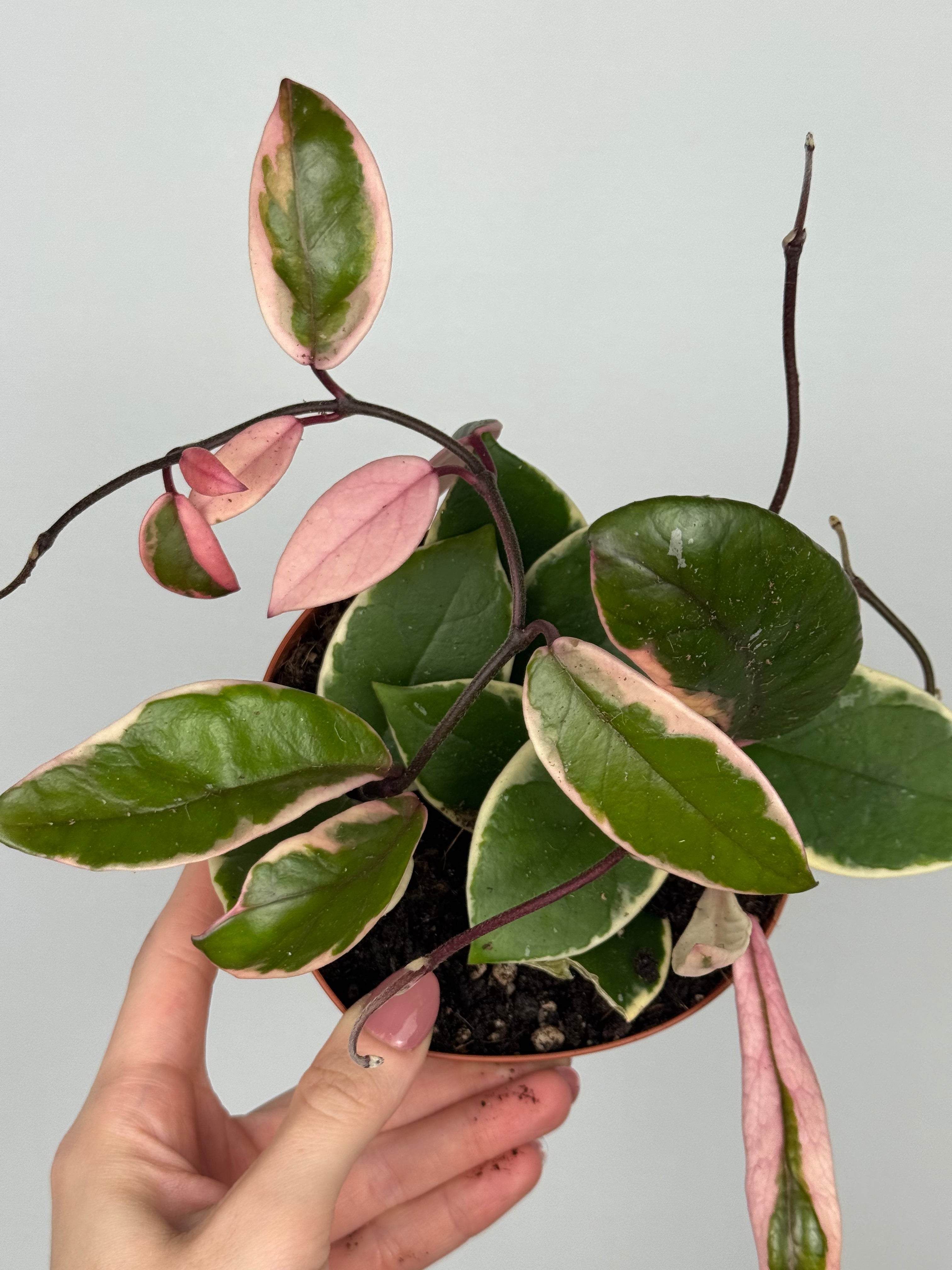 Hoya Flamingo Dream – Tropical Corner