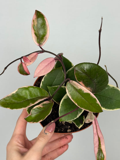Hoya Flamingo Dream