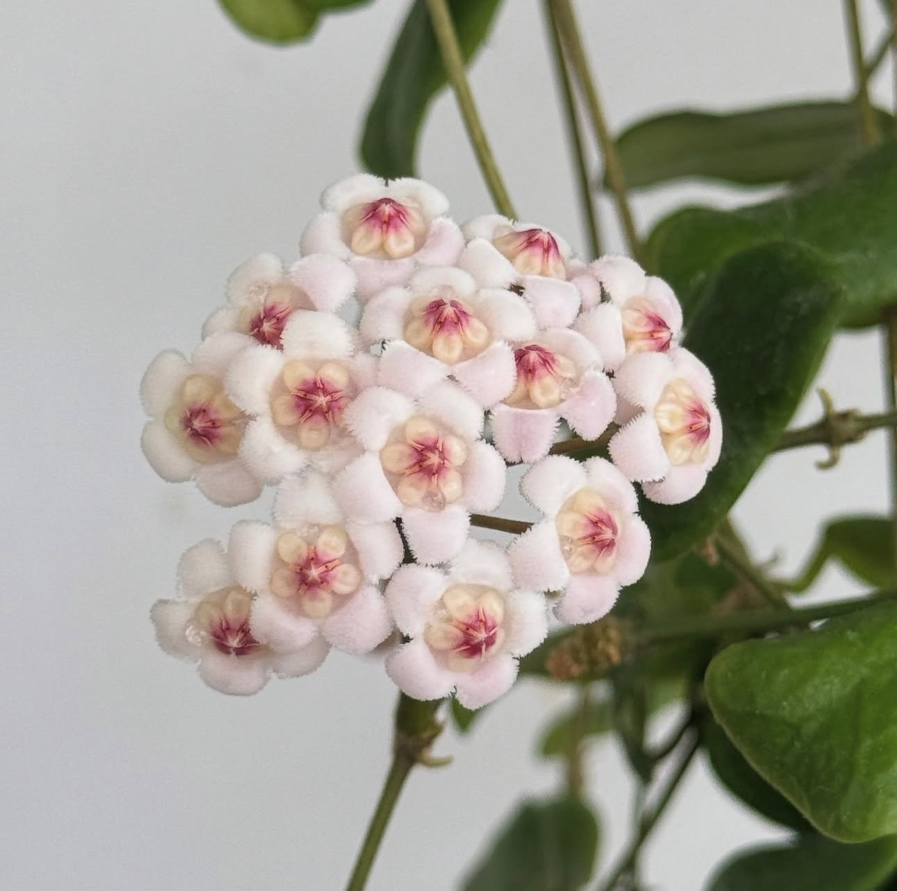 Hoya Rotundiflora