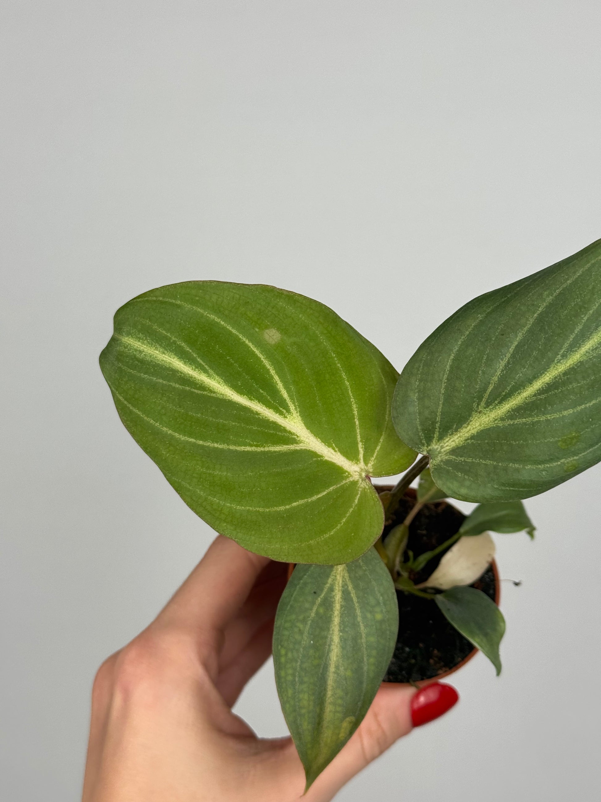 Philodendron Gloriosum