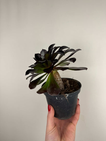 Aeonium Atropurpureum Schwarzkopf “Testa nera”