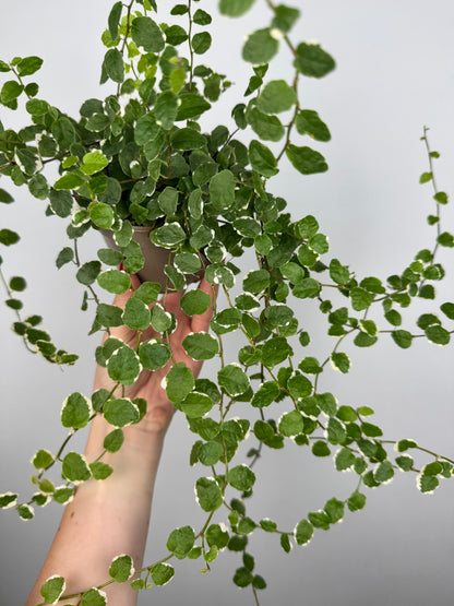 Ficus Pumila “White Sunny”