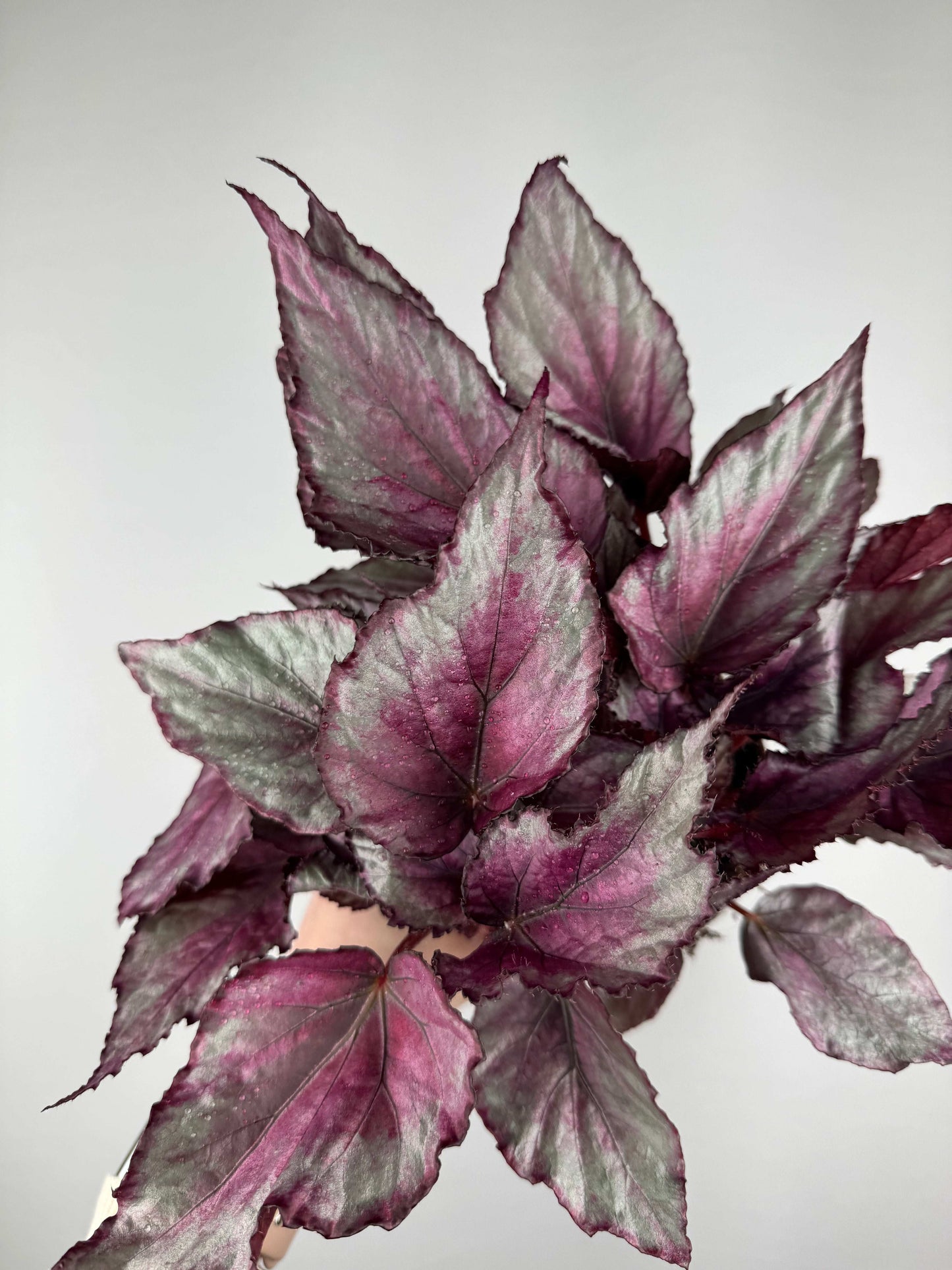 Begonia “Maori Haze”