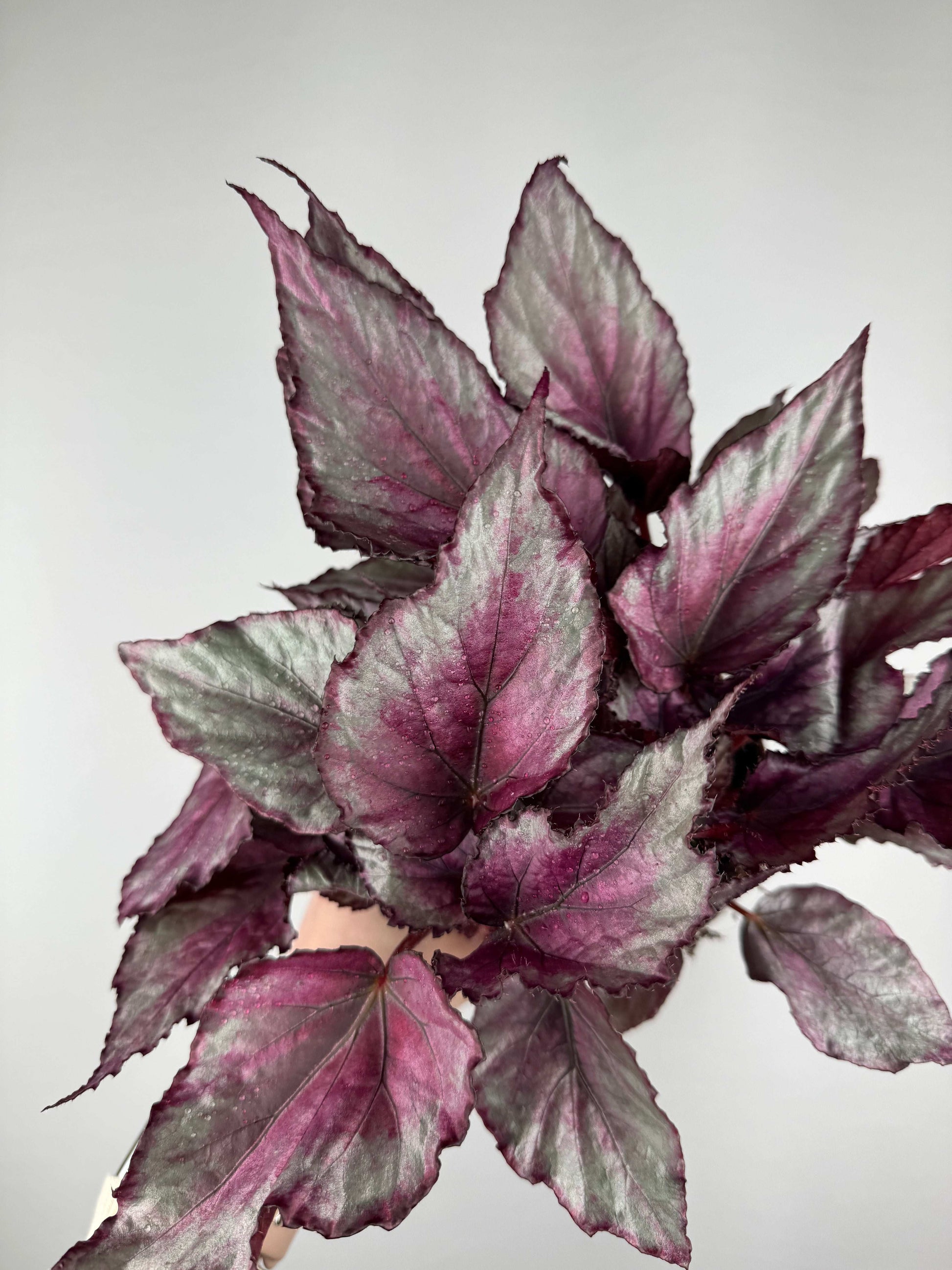 Begonia “Maori Haze”
