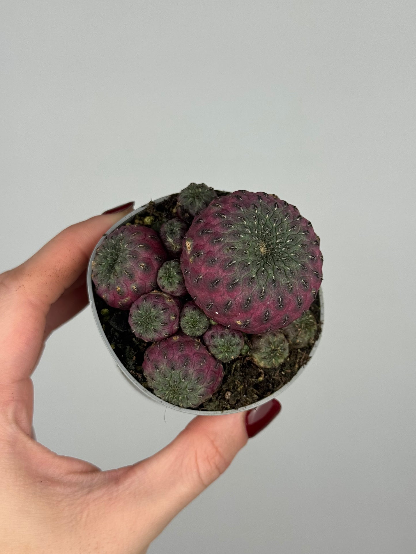 Sulcorebutia rauschii violacidermis