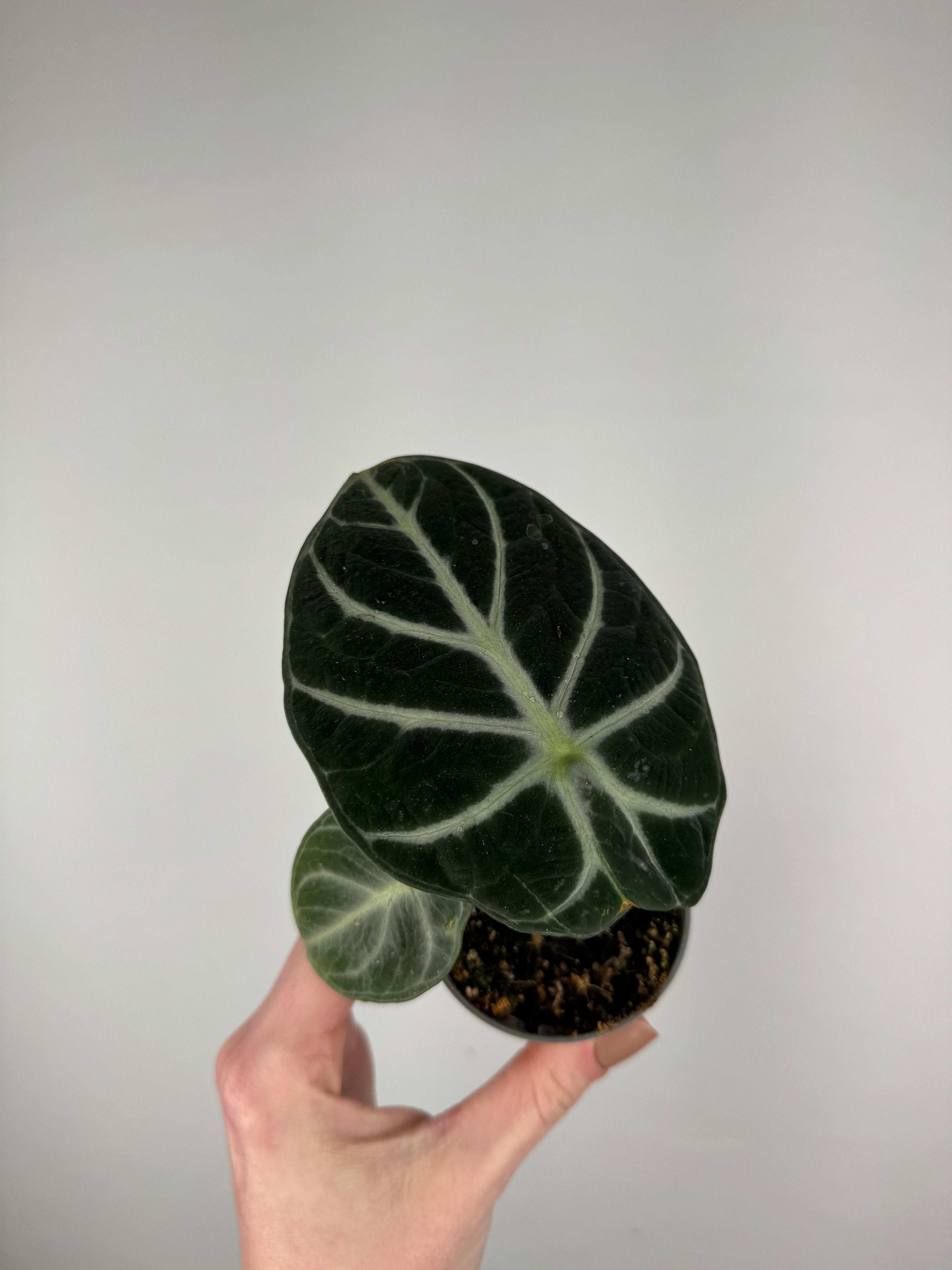 Alocasia Reginula “Ninja”