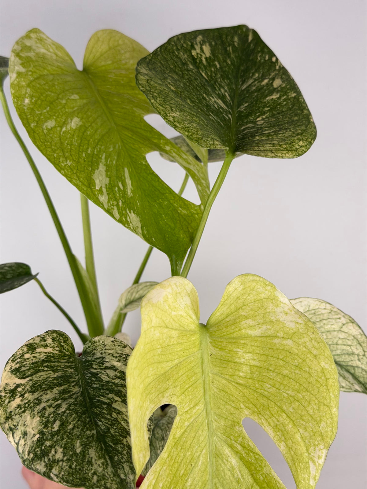 Monstera Mint