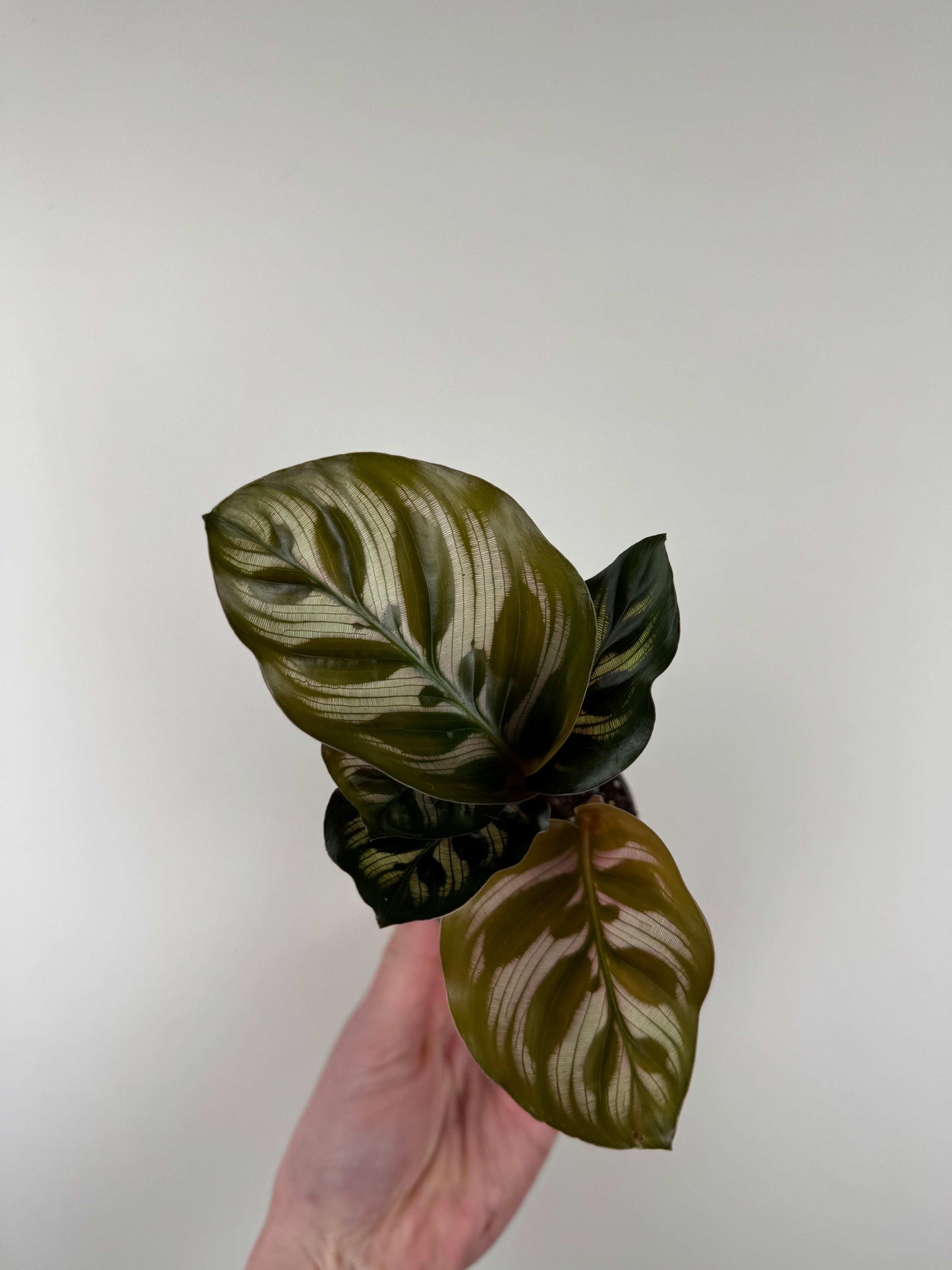 Calathea Makoyana