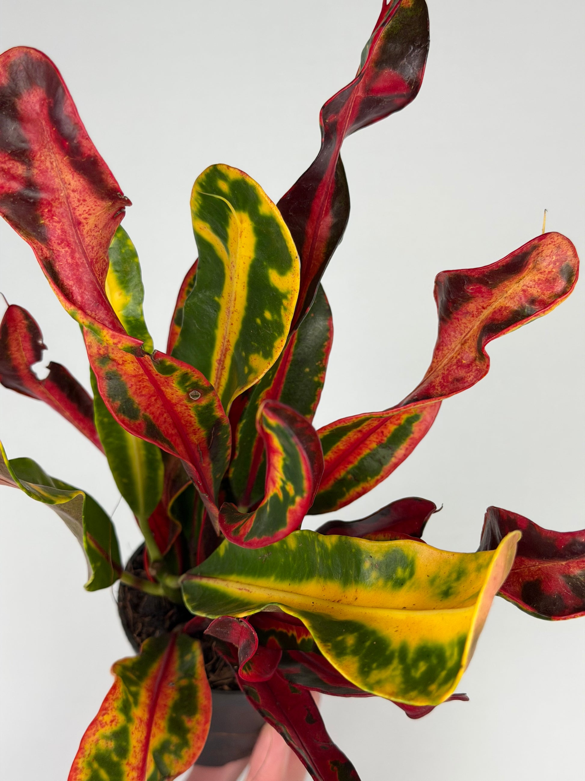Codiaeum variegatum 'Bush on fire' Codiaeum Tropical Corner