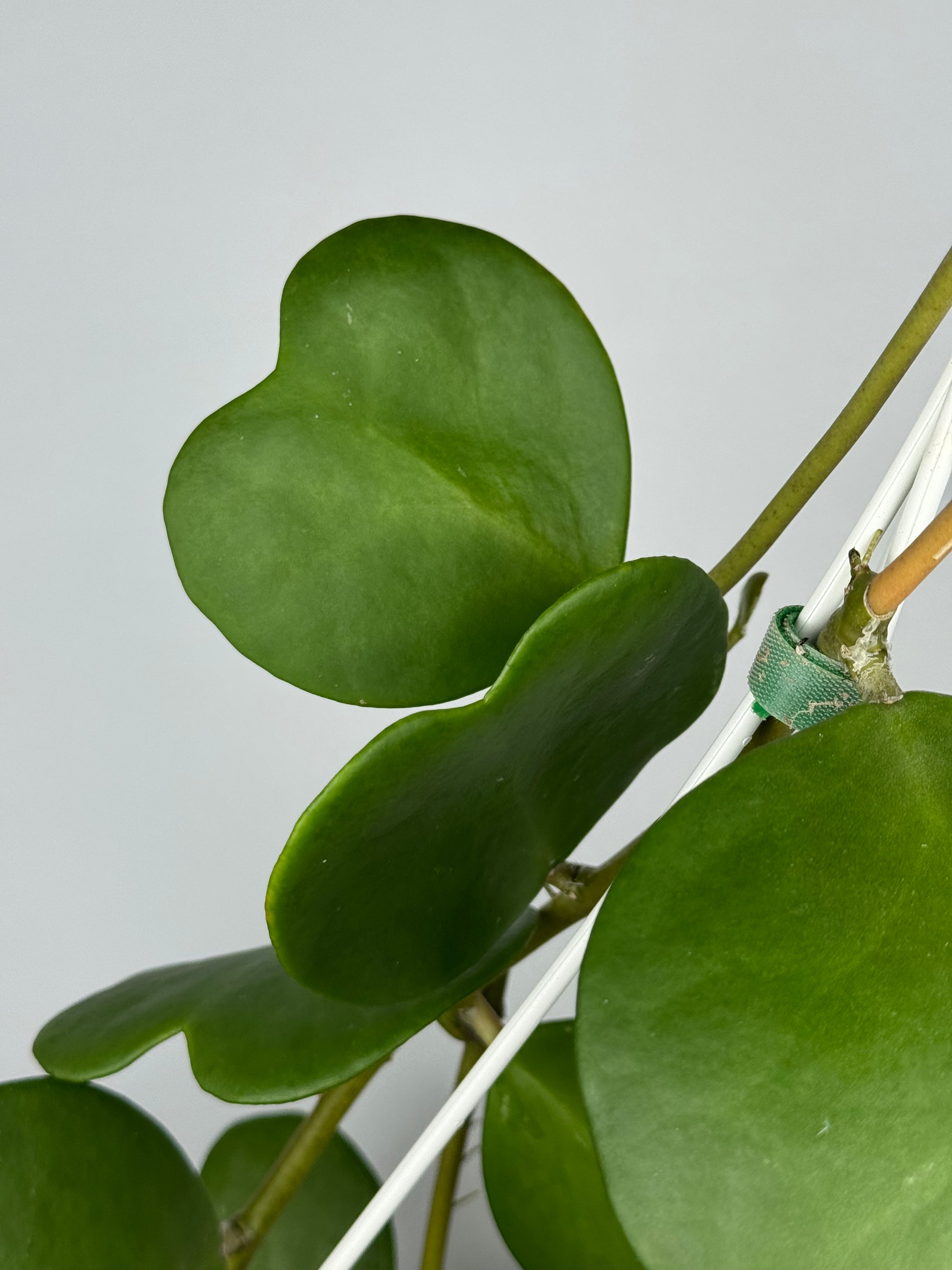 Hoya Kerrii