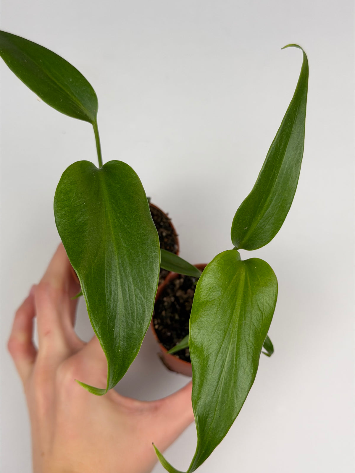 Monstera Burle Marx Flame