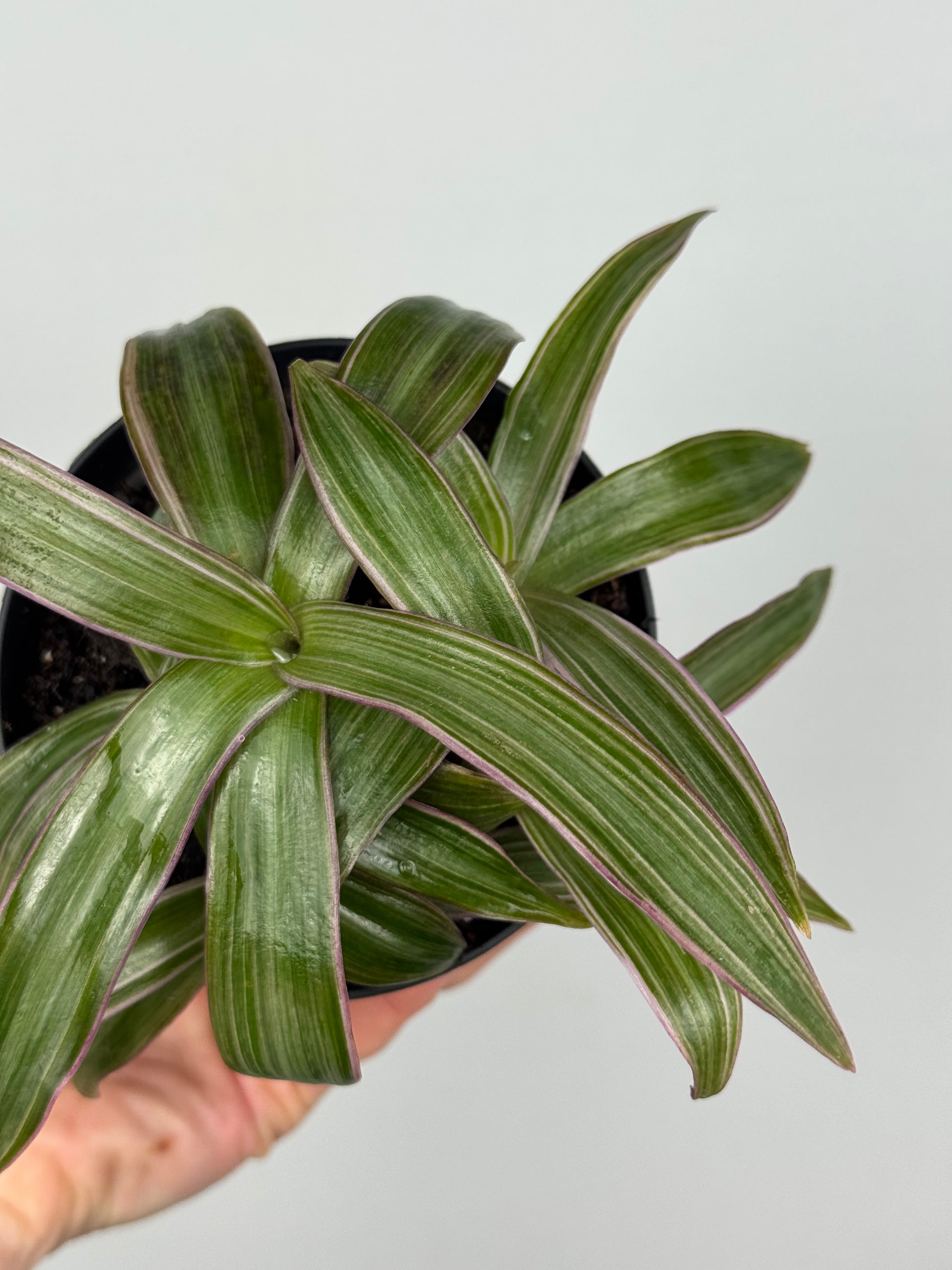Tradescantia Spathacea | Orelia