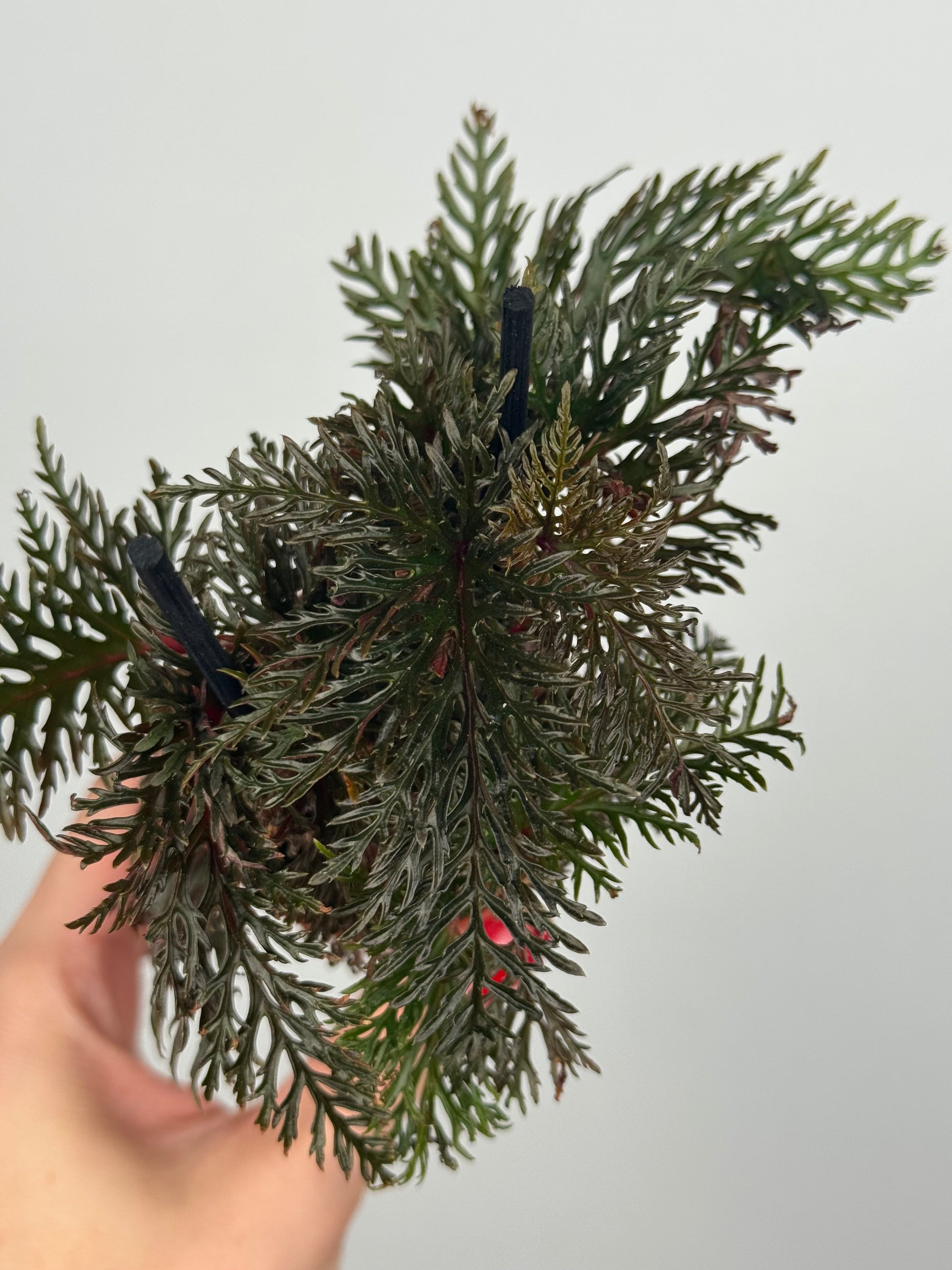 Begonia Bipinnatifida