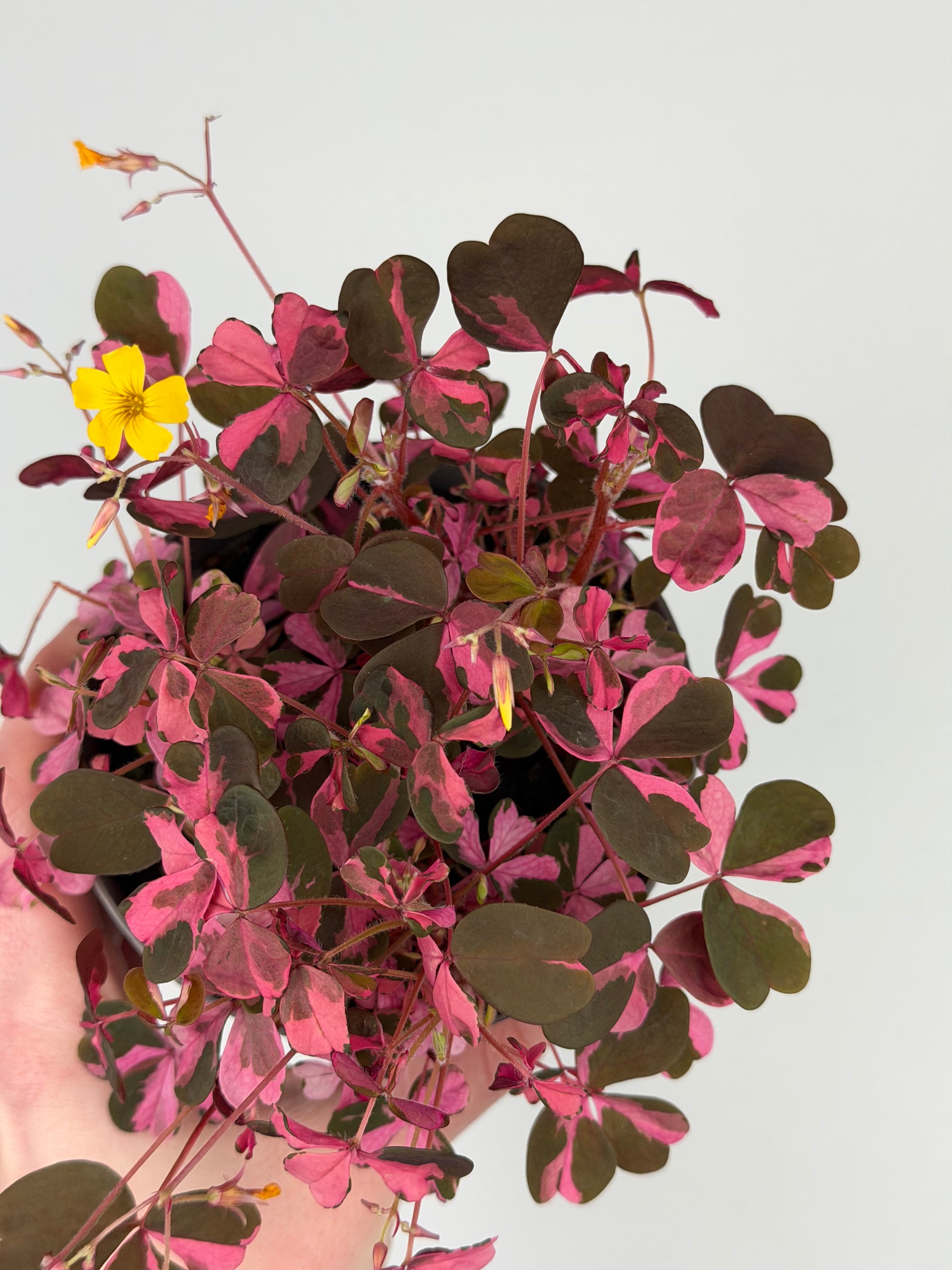 Oxalis Vulcanicola 'Plum Crazy' Oxalis Tropical Corner