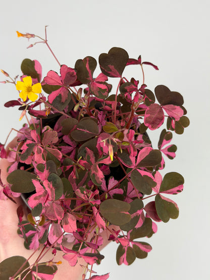 Oxalis Vulcanicola 'Plum Crazy' Oxalis Tropical Corner