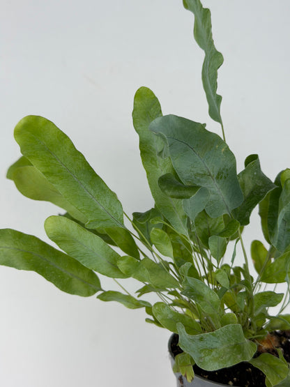 Phlebodium aureum 'Blue Star' Phlebodium Tropical Corner