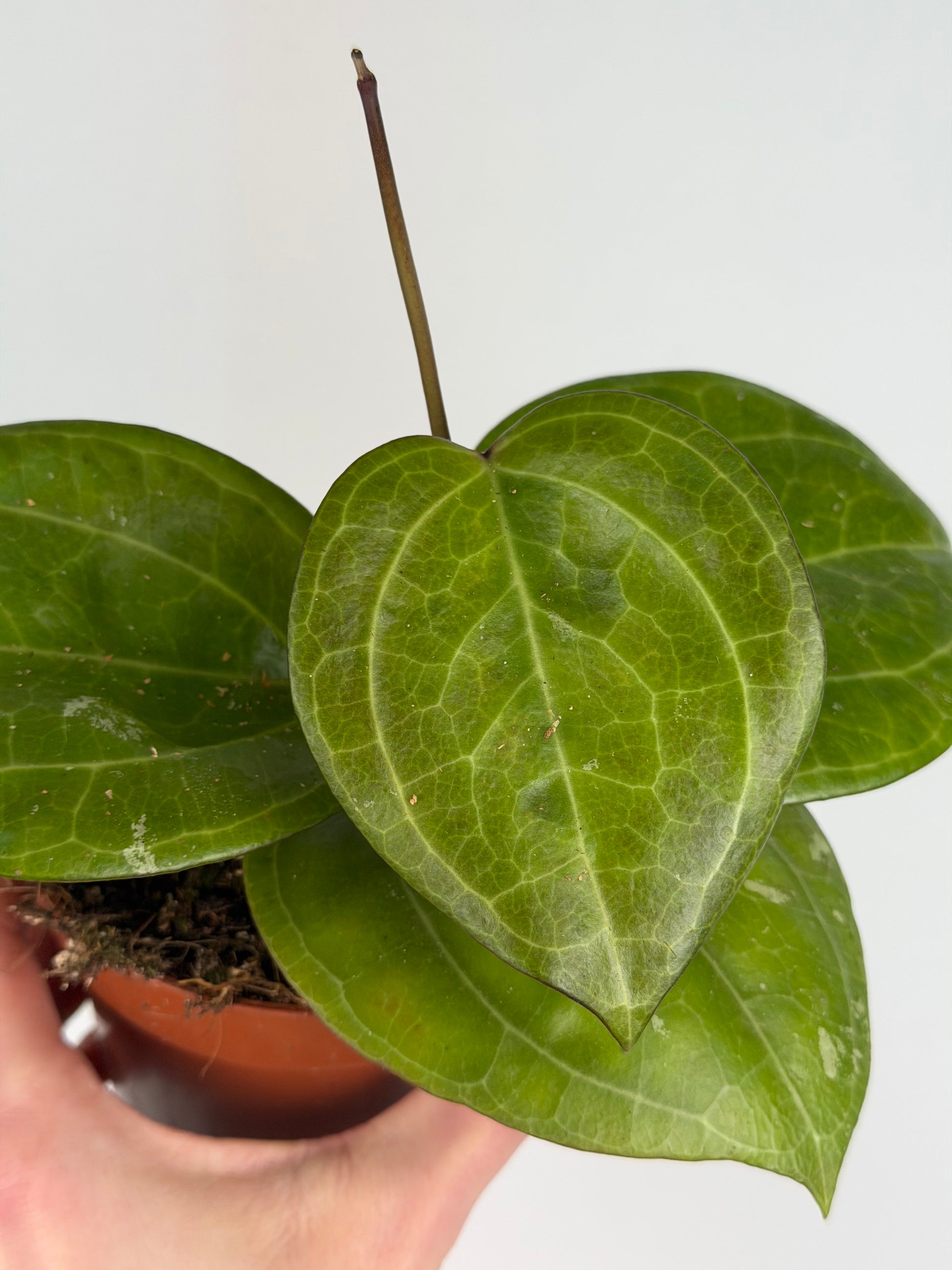 Hoya Sarawak Cream Hoya Tropical Corner