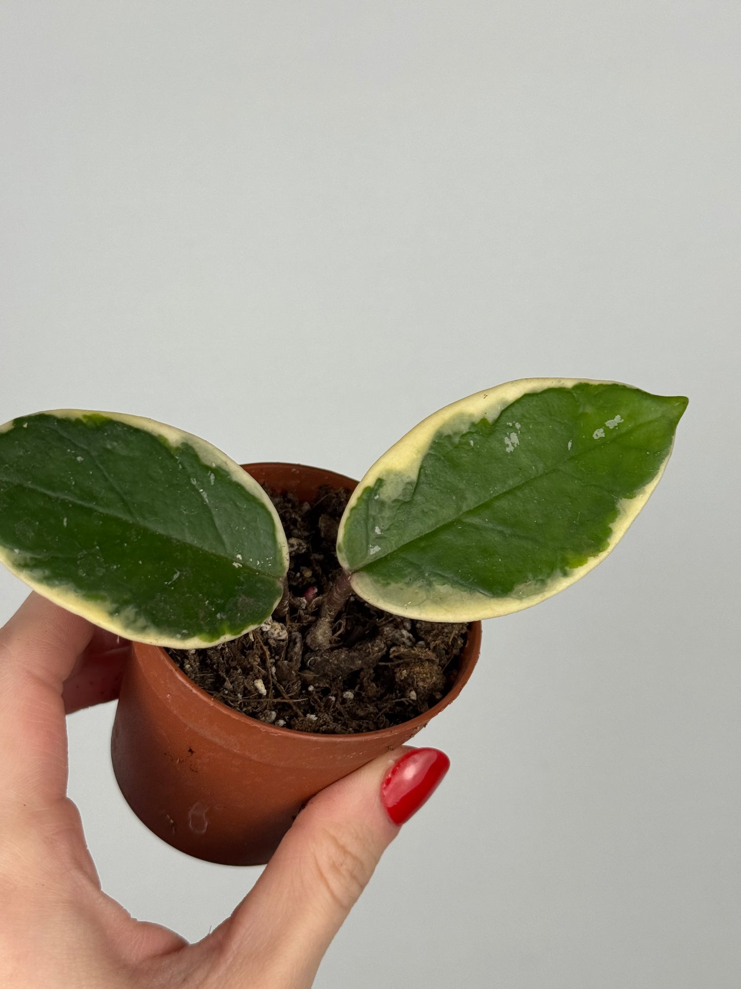 Hoya Flamingo Dream | Nayeli