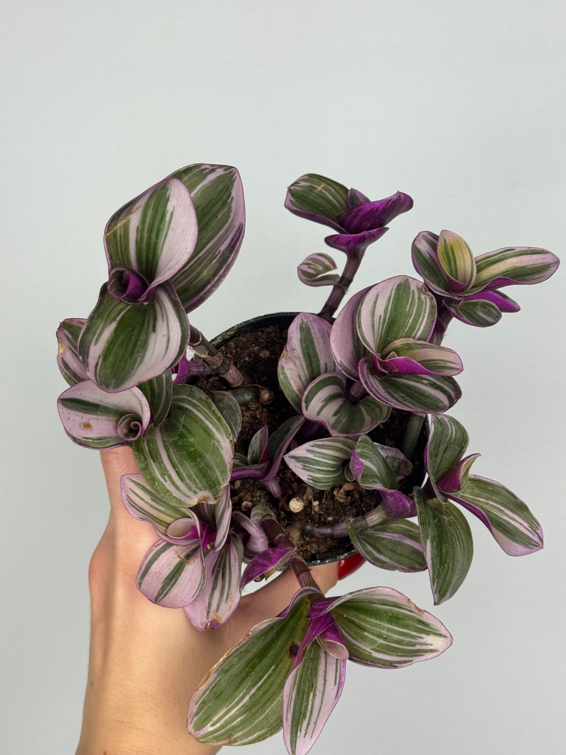 Tradescantia Nanouk | Jenny